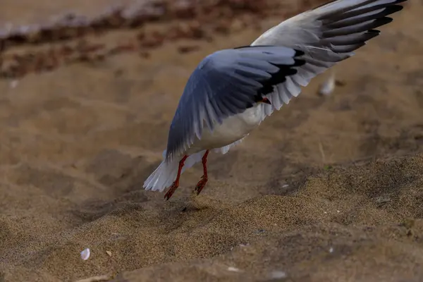 Mouette Sur Plage Koral Tsarevo Bulgarie — Photo