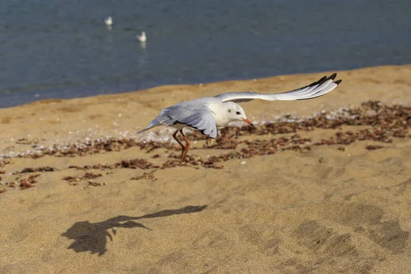 Seagull Koral Beach Tsarevo Bulgaria — Stock Photo, Image