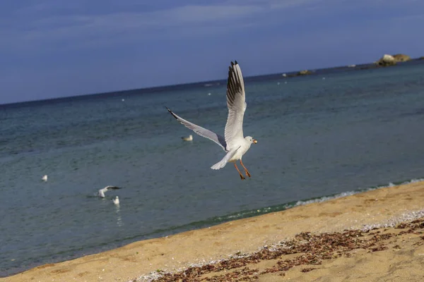 Seagull Koral Beach Tsarevo Bulgaria — Stock Photo, Image