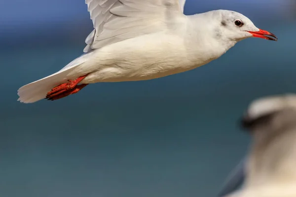 Gaivota Praia Koral Tsarevo Bulgária — Fotografia de Stock