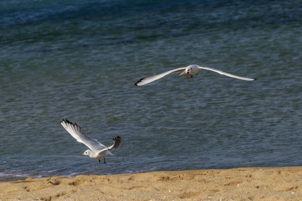 Seagull Koral Beach Tsarevo Bulgaria — Stock Photo, Image