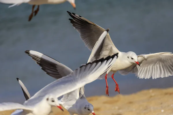 Seagull Koral Beach Tsarevo Bulgaria — Stock Photo, Image