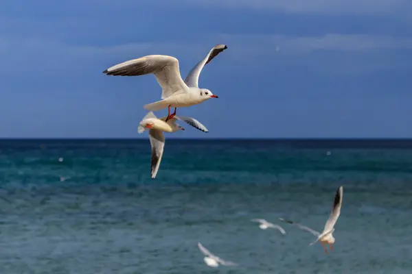Seagull Koral Beach Tsarevo Bulgaria — Stock Photo, Image