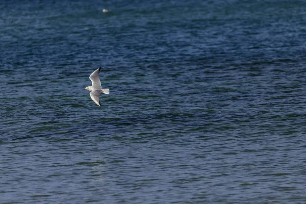 Sirály Koral Strandon Tsarevo Bulgária — Stock Fotó