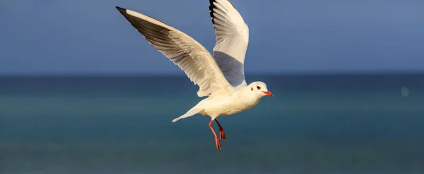 Mouette Sur Plage Koral Tsarevo Bulgarie — Photo