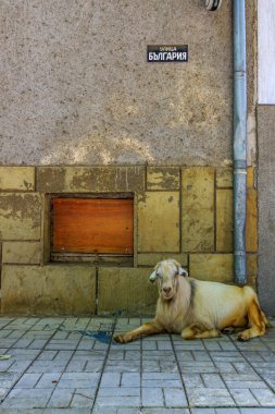 Bulgaristan 'ın Malko Tarnovo kentinde kaldırımda dinlenen bir keçi