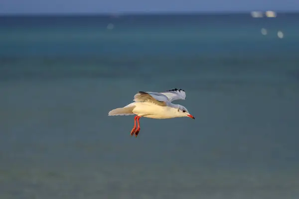 Möwe Koral Strand Tsarevo Bulgarien — Stockfoto