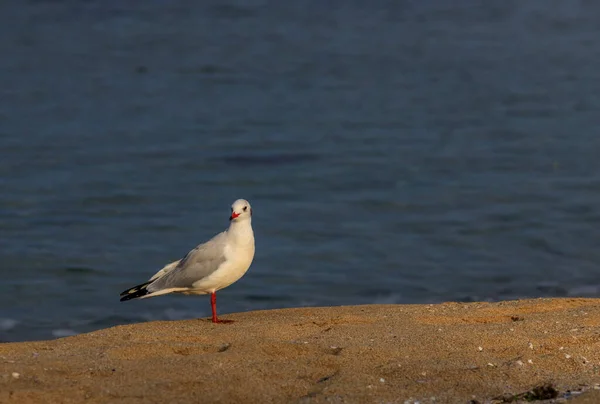 Gaivota Praia Koral Tsarevo Bulgária — Fotografia de Stock