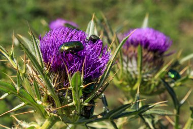 Eleshnitsa 'dan Murgash zirvesine kadar, Stara planina dağı, Bulgaristan