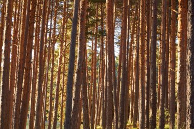 Çam ormanlar orman arka plan