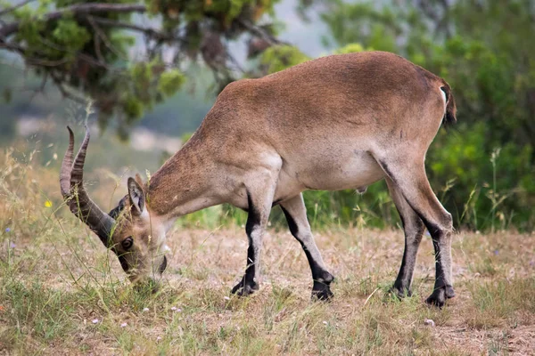 Iberyjskiego Ibex Wypas Zalesionej Okolicy Wnętrzu Walencja — Zdjęcie stockowe