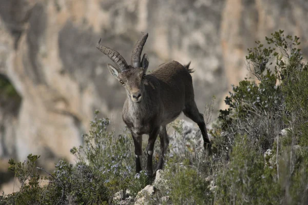 Iberian Ibex Rocks — Stock Photo, Image