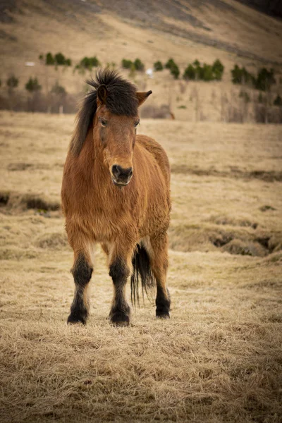 Isländisches braunes Pferd — Stockfoto