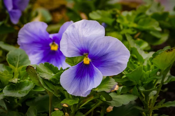 Flores Violetas Jardim Imagens Royalty-Free