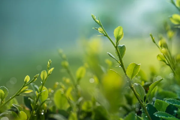 Verano Brote Verde Rocío Contra Cielo — Foto de Stock