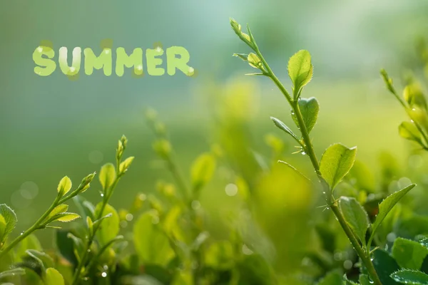 Літо Зелена Паростка Росі Небі Написом — стокове фото
