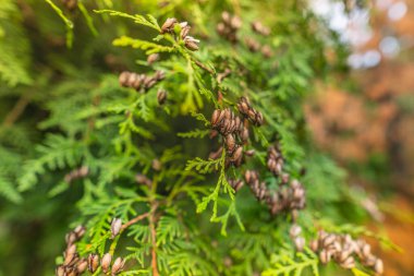 Olgunlaşmış haydut. Yaz parkında meyveli Thuja..