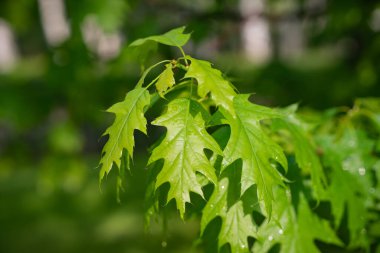 Çiyli yeşil yaprak. Yağmurdan sonra ağaç dalı. Yaz sabahı