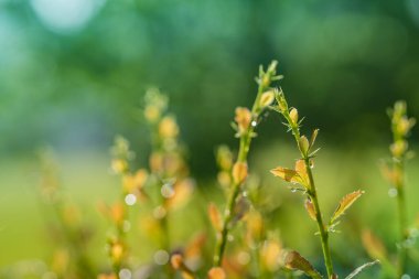 Çiyli yeşil yaprak. Yağmurdan sonra ağaç dalı. Yaz sabahı