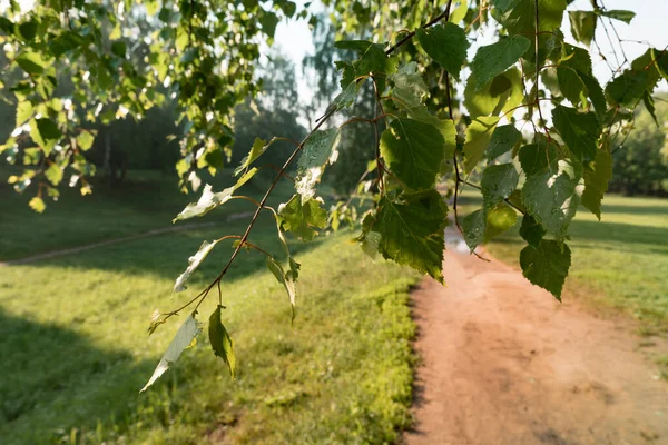 Feuille Verte Avec Rosée Branche Arbre Après Pluie Matin Été — Photo