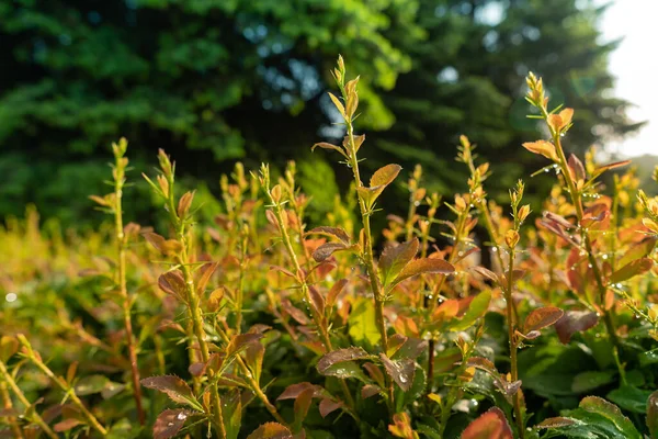 Hoja Verde Con Rocío Rama Árboles Después Lluvia Mañana Verano — Foto de Stock