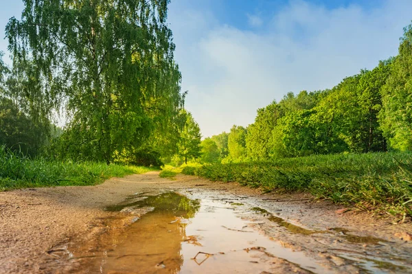 Route Humide Dans Parc Été Après Pluie — Photo