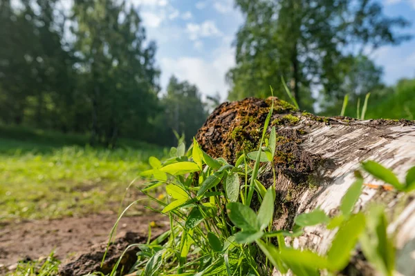 Egy Rönk Fűben Erdőben Nyári Reggel Természetben — Stock Fotó