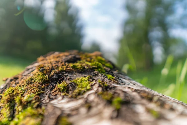 Moss Árbol Después Lluvia Parque Bosque — Foto de Stock