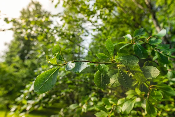 Hoja Verde Con Rocío Rama Árboles Después Lluvia Mañana Verano — Foto de Stock