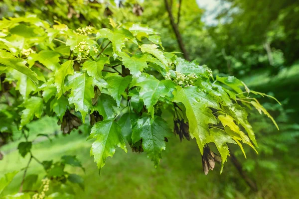 Maple Preto Com Sementes Pretas Árvores Parque Verão — Fotografia de Stock