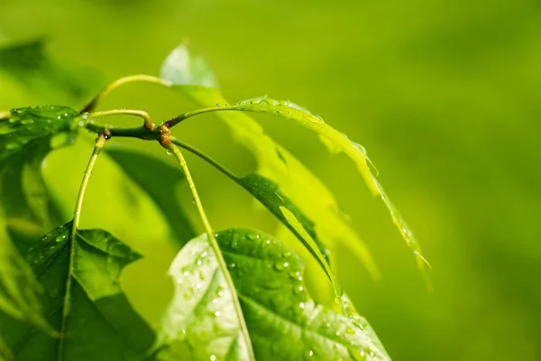 Hoja Verde Con Rocío Rama Árboles Después Lluvia Mañana Verano — Foto de Stock