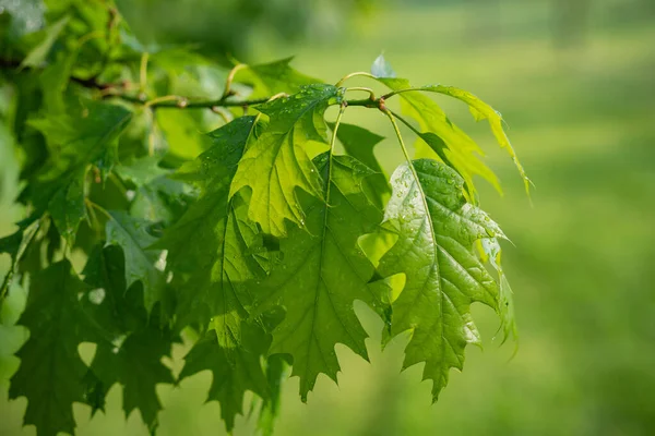 Groen Blad Met Dauw Boom Tak Regen Zomer Ochtend — Stockfoto