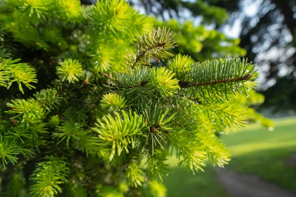 Fenyőfa Parkban Eső Után Nyári Reggeli Harmat Parkban — Stock Fotó