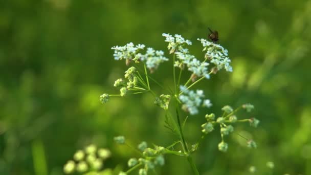 Insekten Eine Fliege Kriecht Auf Einer Blume Sommer Freien Park — Stockvideo