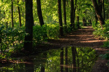 Su birikintileri. Sudaki ağaçların yansıması. Parkta ya da ormanda. Yazın ya da sonbaharın doğası.