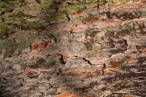 Textueller Hintergrund Der Baumrinde Holz Fototapete Natürlicher Hintergrund — Stockfoto