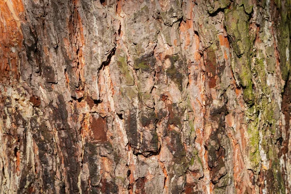 나무껍질의 구조적 나무로 자연적 — 스톡 사진