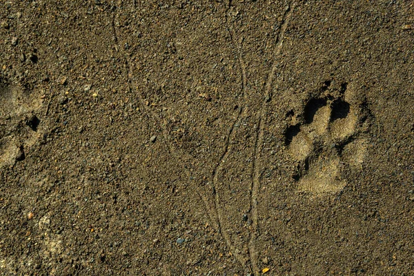 Dog trail on the ground or sand. The texture is hushed. Footprints of animals.