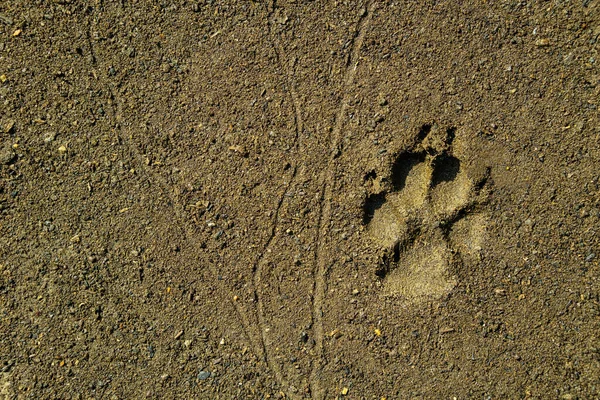 Dog Trail Ground Sand Texture Hushed Footprints Animals — Stock Photo, Image