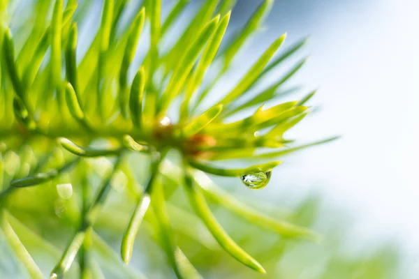 Gotas Crescem Agulhas Coníferas Pela Manhã Luz Sol Depois Chuva — Fotografia de Stock