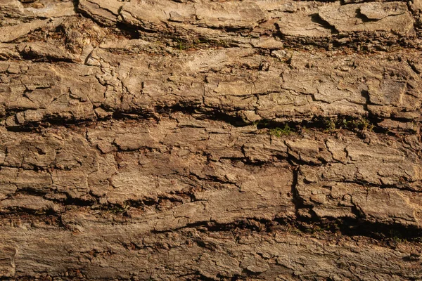 树皮的结构背景 木制照片墙纸 自然背景 — 图库照片