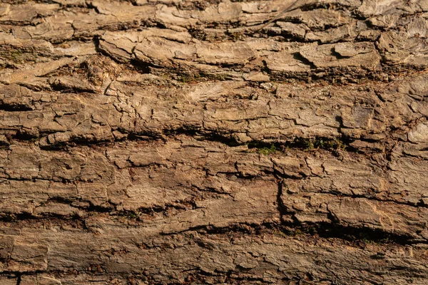 Fundo Textural Casca Árvore Papel Parede Madeira Foto Fundo Natural — Fotografia de Stock