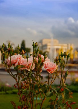 Vdnkh Moskova şehrinin arka planında çiçek açan güller. Şehrin üzerinde gün batımı.