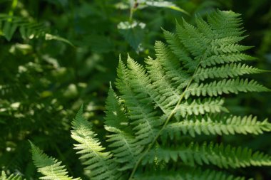 Eğreltiotu bir ormanda ya da parkta topraktan yetişir. Yazın doğa ve yeşil bitkileri.