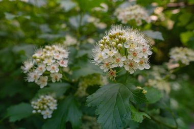 Hawthorn bahçede ya da ormanda çiçek açar. Parkta beyaz çiçekler ve yeşil yapraklar.