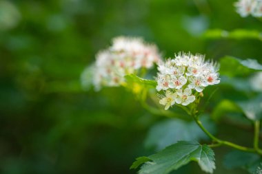 Hawthorn bahçede ya da ormanda çiçek açar. Parkta beyaz çiçekler ve yeşil yapraklar.