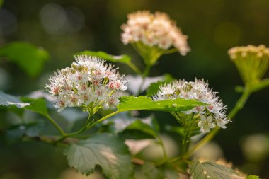 Hawthorn bahçede ya da ormanda çiçek açar. Parkta beyaz çiçekler ve yeşil yapraklar.