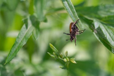 Çiçek ve çimenlikteki böcekler. Parkta ya da bahçede. Orman büyümeleri ve mikro evren.