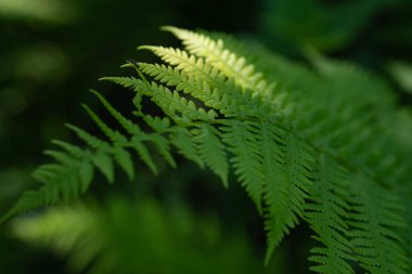 Eğreltiotu bir ormanda ya da parkta topraktan yetişir. Yazın doğa ve yeşil bitkileri.