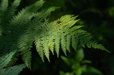 Eğreltiotu bir ormanda ya da parkta topraktan yetişir. Yazın doğa ve yeşil bitkileri.